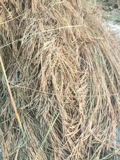 A harvested rice crop that has been collected for sorting