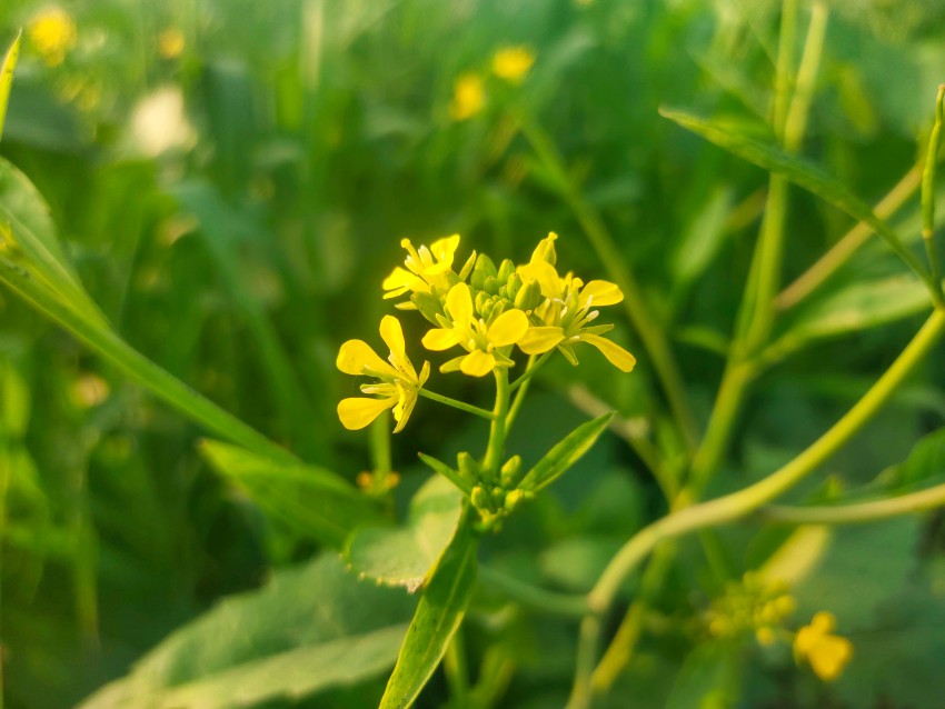 A lot of yellow flowers of mustard oil