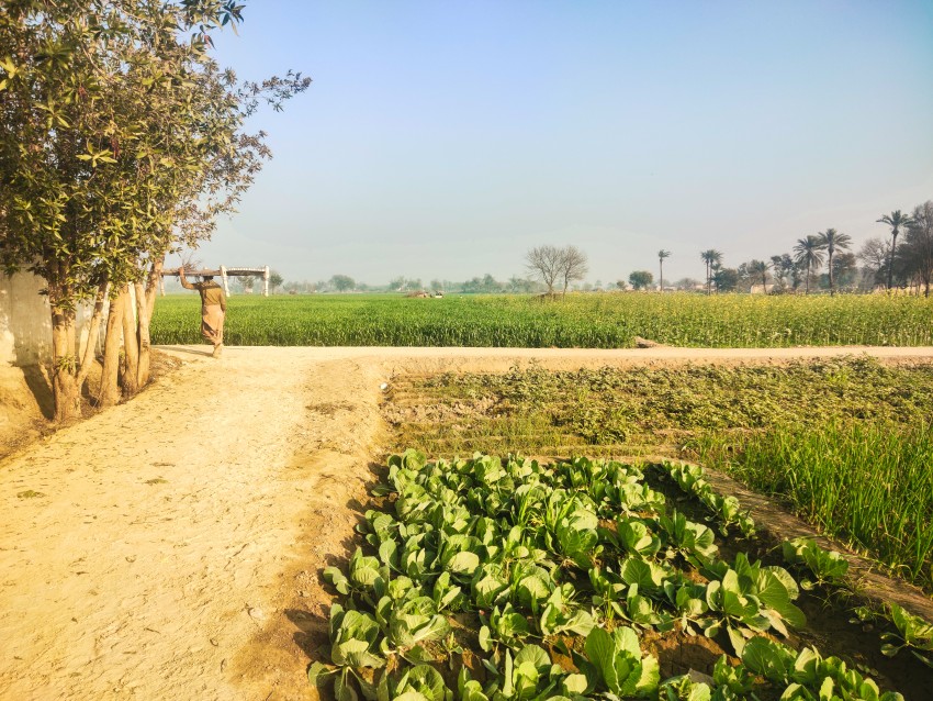 A man carrying a cot from the vegetable crop