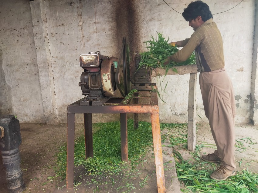 A man is making grass fodder for cows on an electric machine at a farm in Punjab