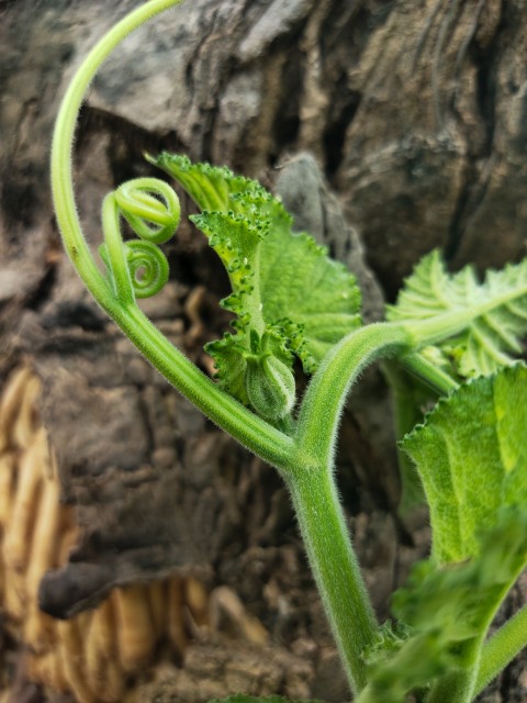 A melon bud on a melon vine, food stock footage