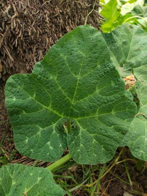 A melon vine leave, nature stock footage