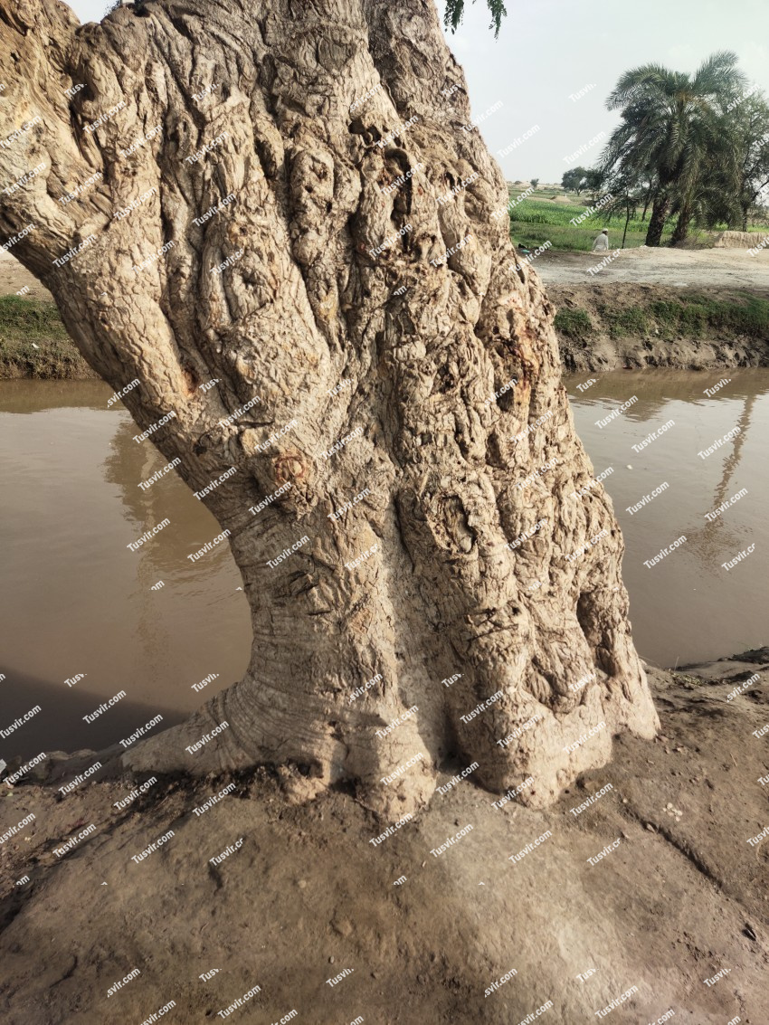 A old tree on the bank of a flowing canal, stock photos