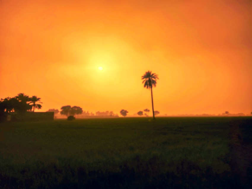 A palm tree in the fields of Punjab and a red sky covering the sun