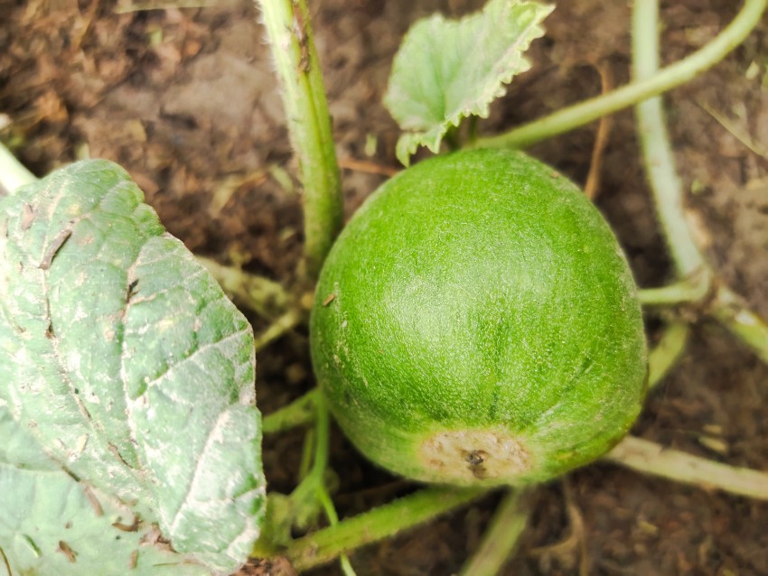 A raw melon is hanging on a melon vine in a house in the village