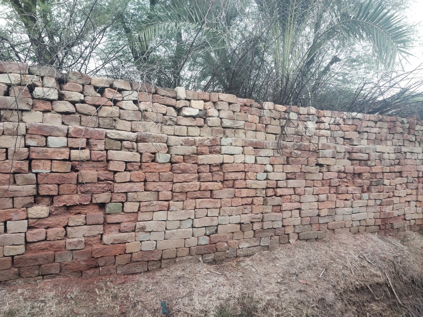 A red brick wall topped with thorn bushes