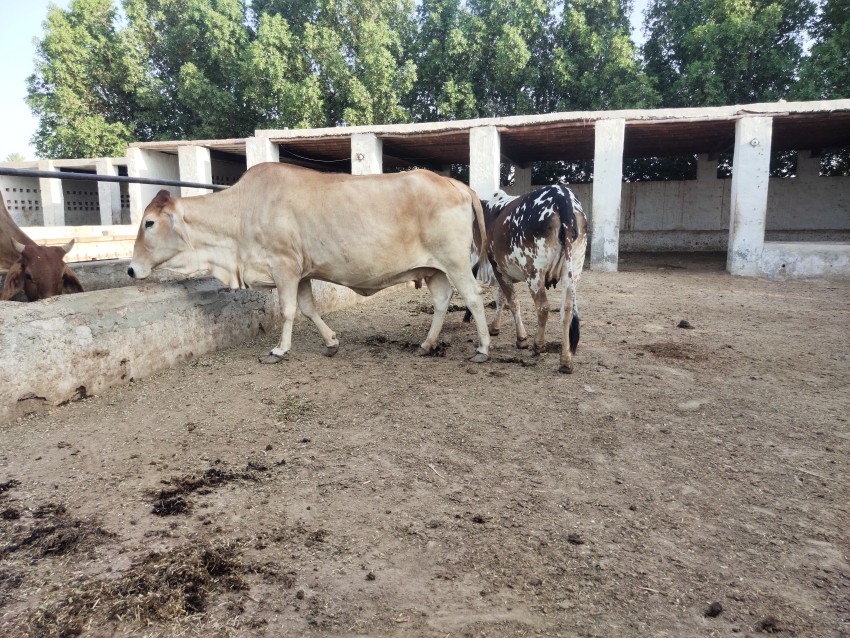 A scene of a cow standing in a farm in Punjab