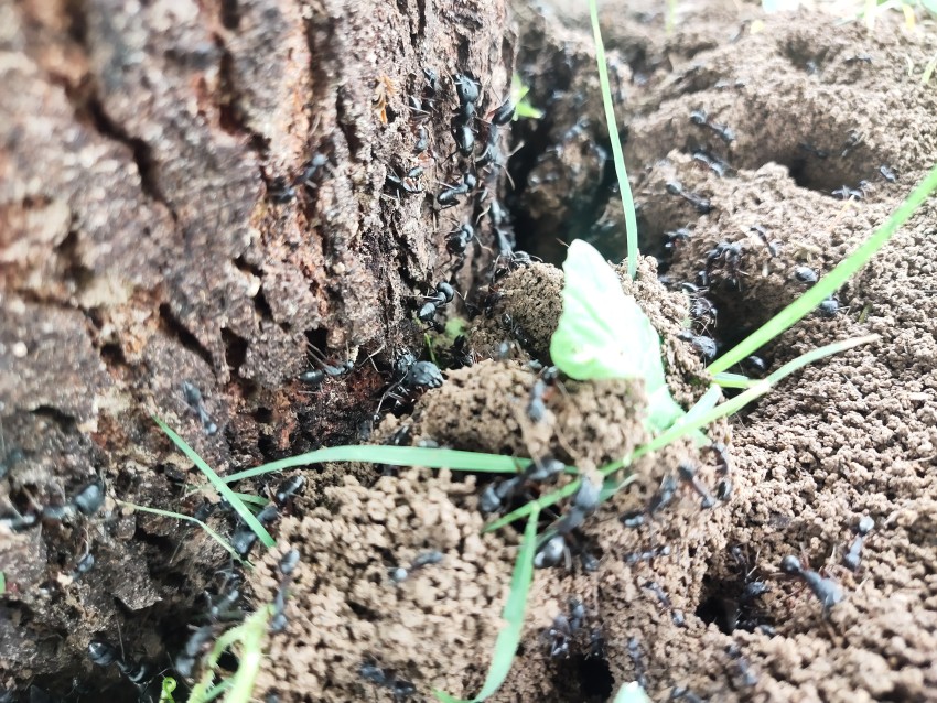 A side view of ants emerging from a tree root
