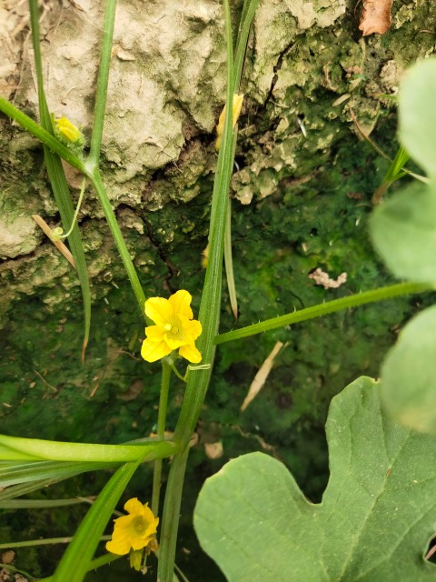 A small flower with beautiful yellow leaves growing on a vine in (cotton crop).