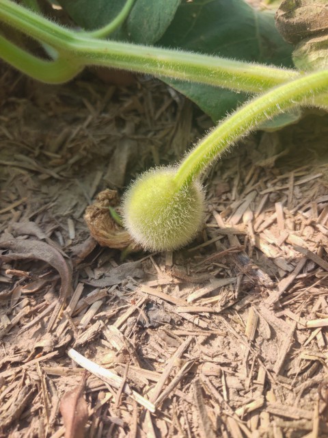A small gourd on a gourd vine that is currently growing