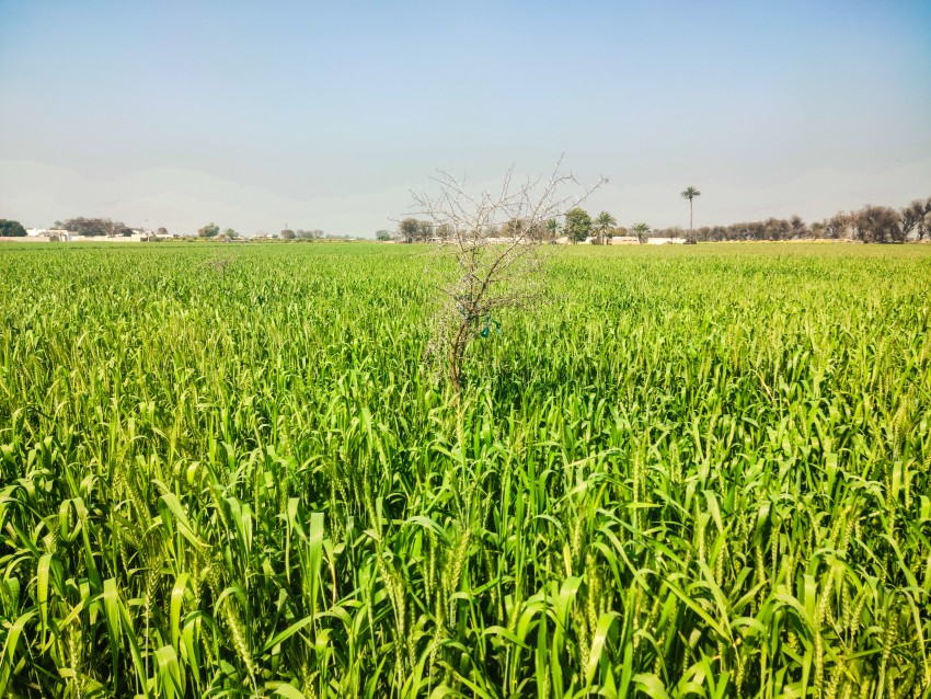 A small kikar tree looks beautiful in wheat crop.