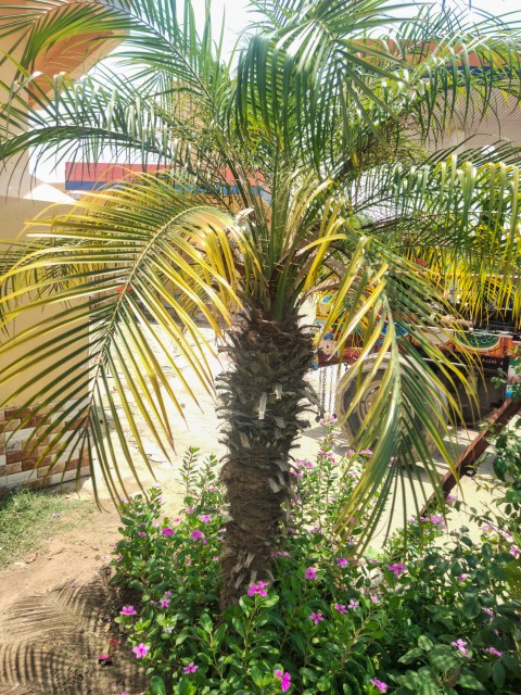 A small stock footage of palm trees, wildlife stock footage