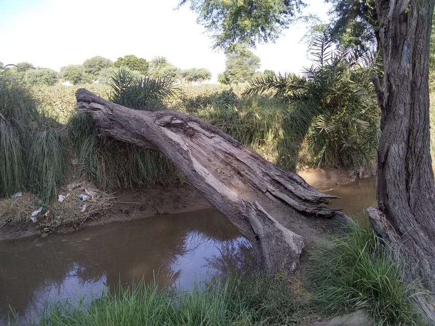 A tree fell from the bank of the canal
