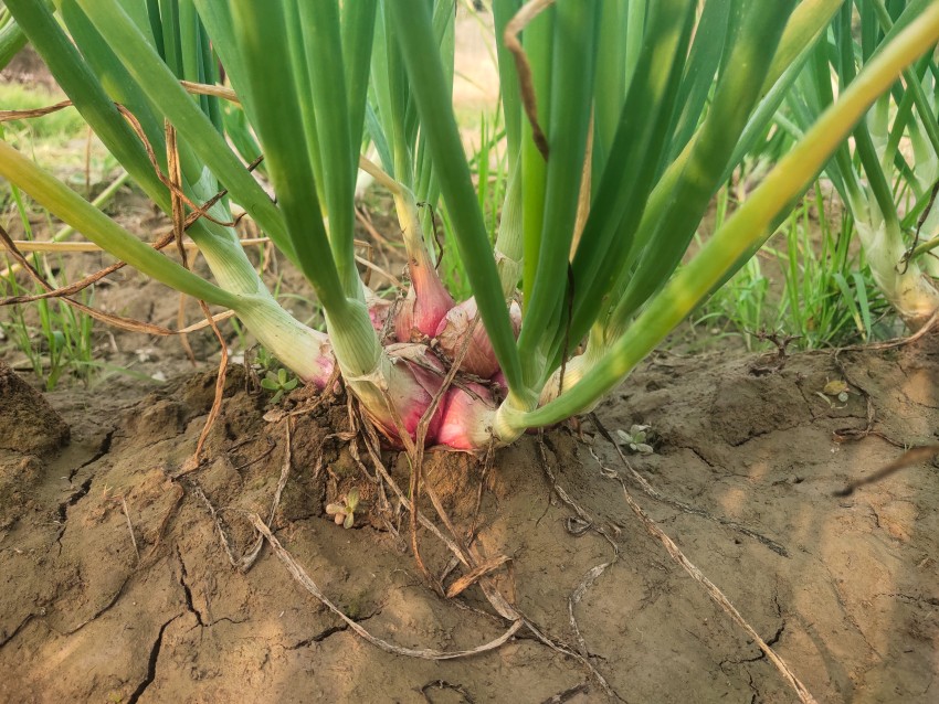 A variety of onion planting methods that produce a large yield of onions