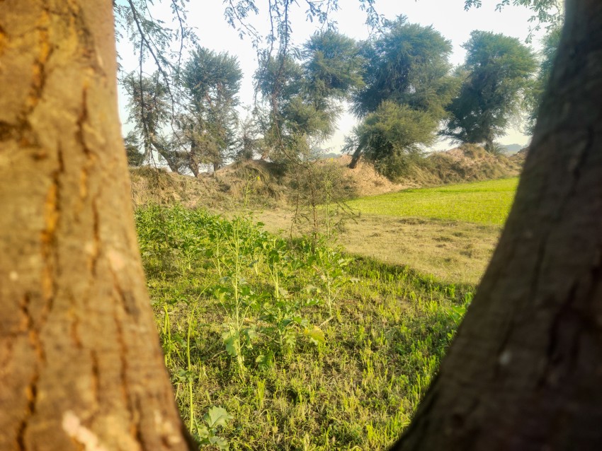 A view of a field of mustard greens cut back behind trees, canal trees view
