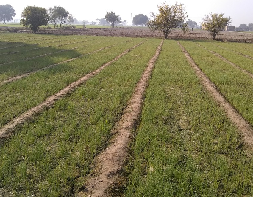 A view of a rice field