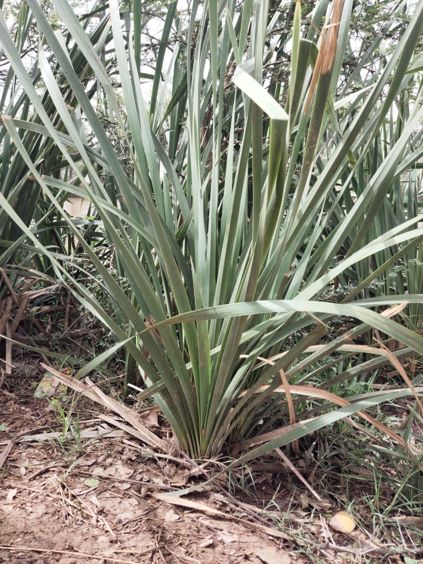 A view of canal grass by the canal