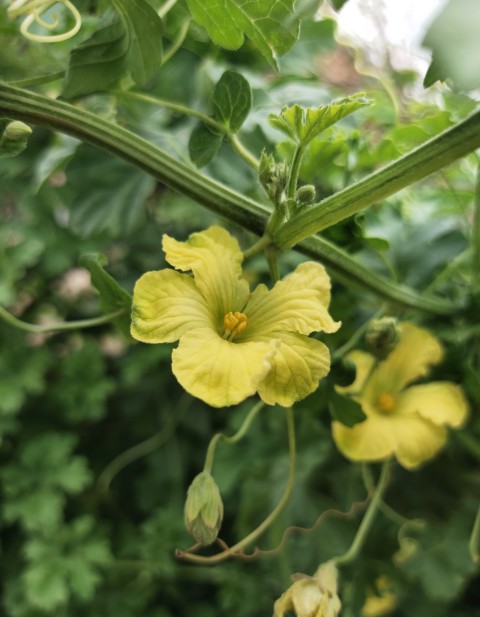 A view of pumpkin blossoms on a pumpkin vine