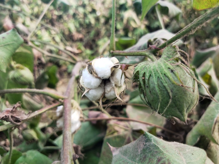 A white cotton flower and a green bud on a plant