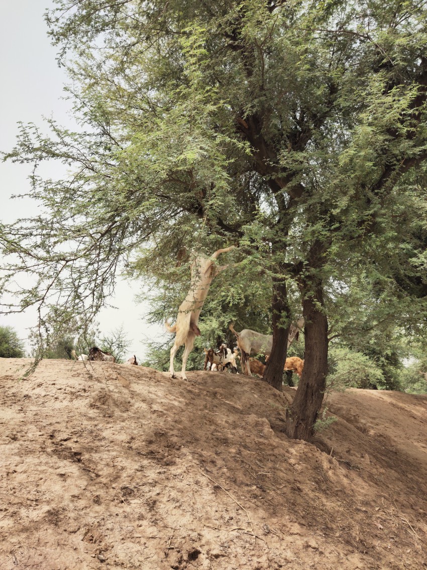 A white goat trying to climb a tree
