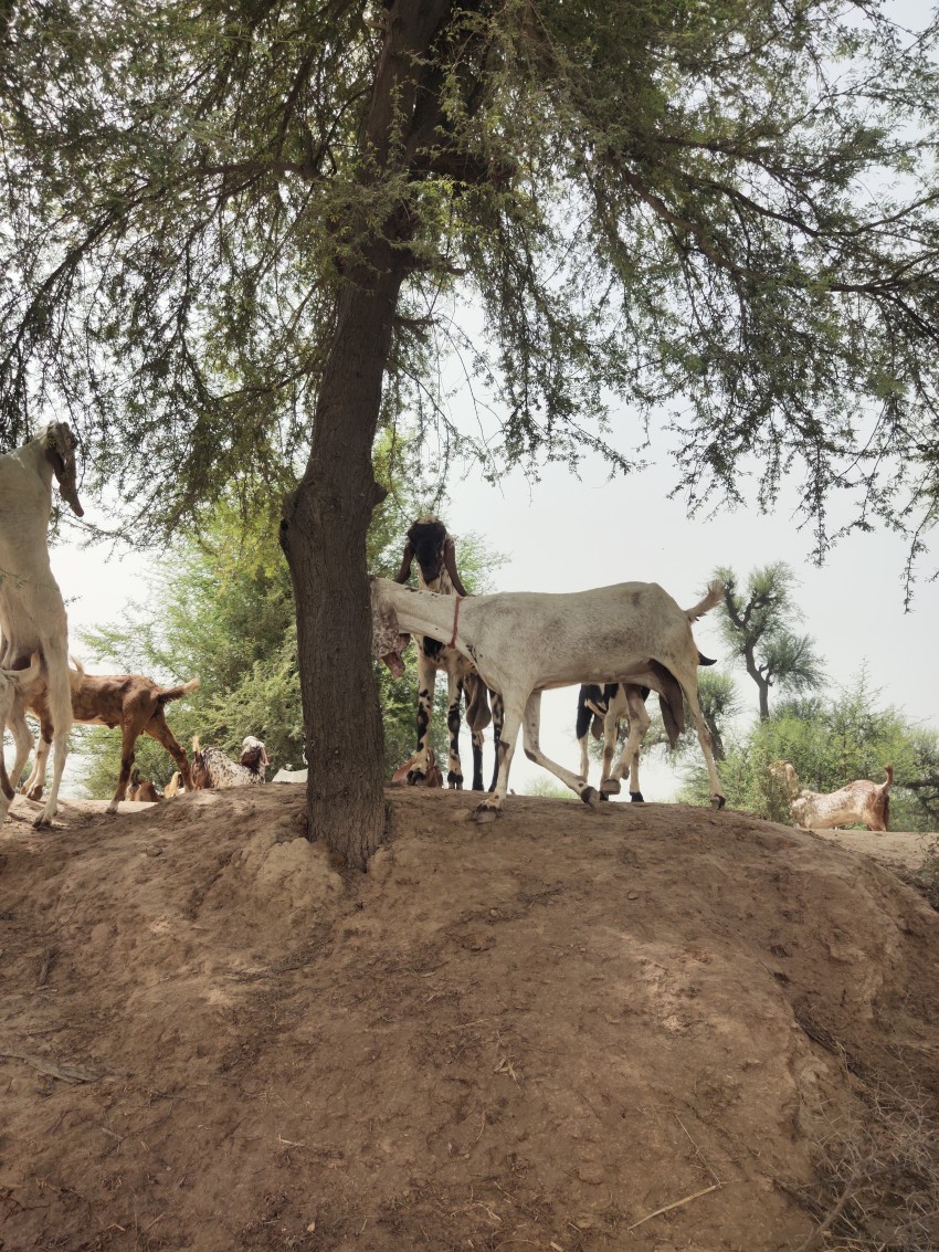 A white goats trying to climb a tree