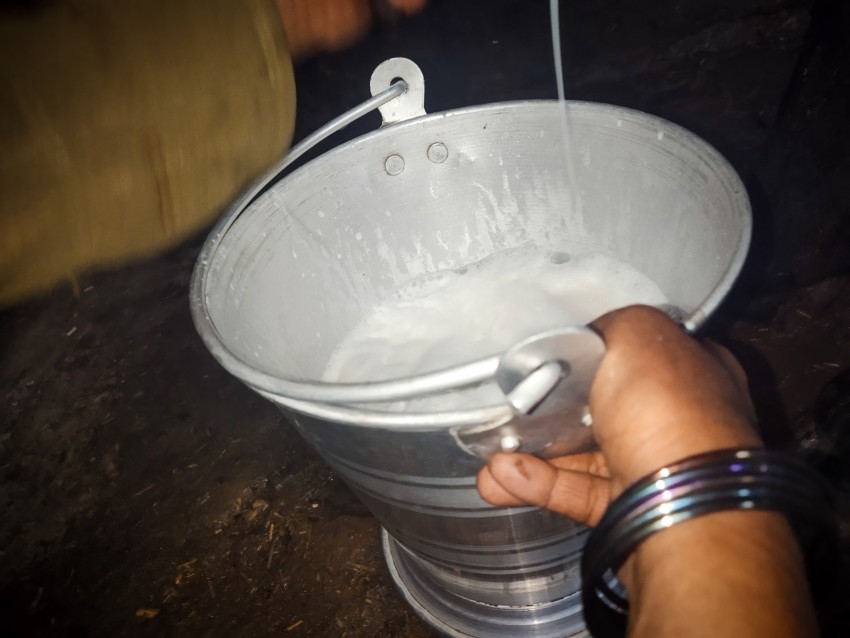 A woman is milking a cow in a bucket, close up milk dropping view