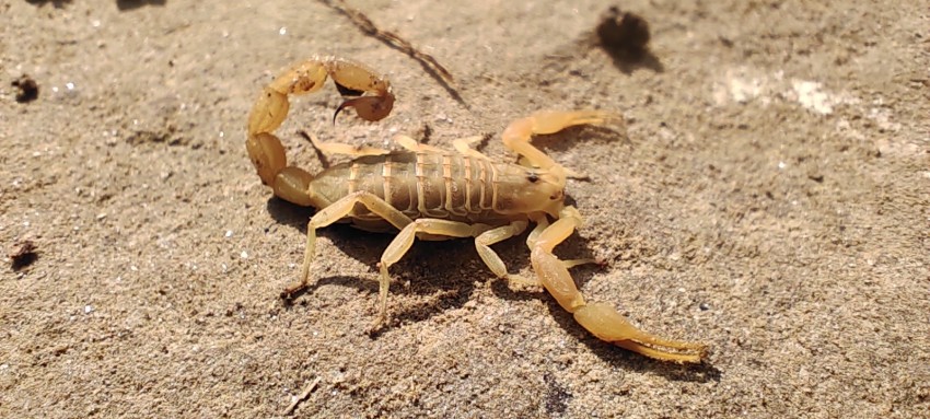 A yellow scorpion in the backyard