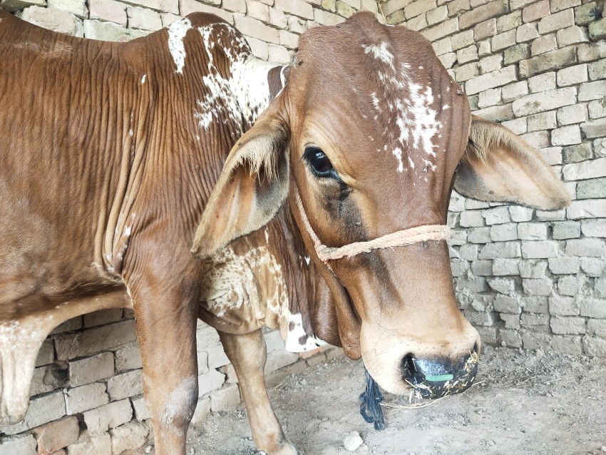 An angry cow ٖface in brown and white