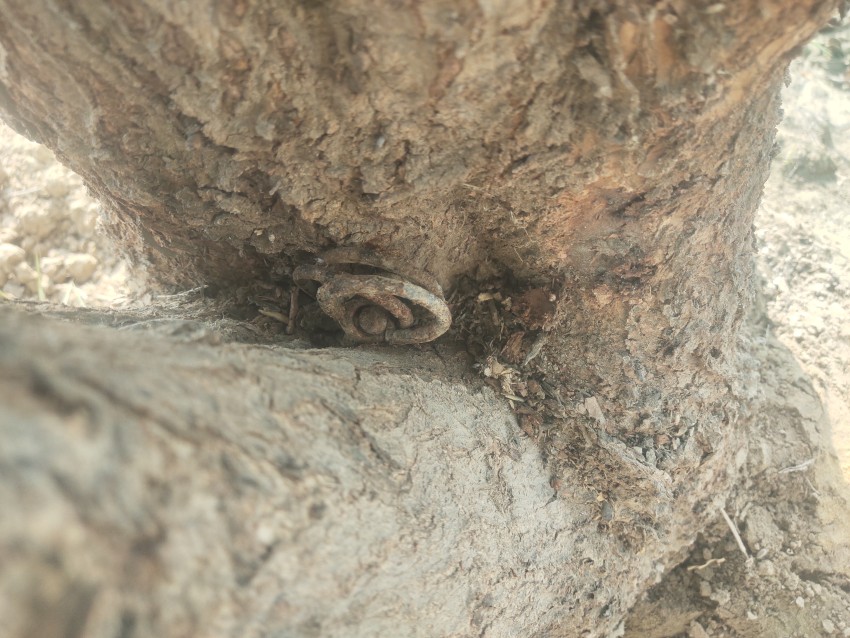 An iron chain at the root of a tree