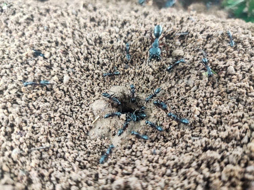 Ants working together, Ant face closeup stock footage