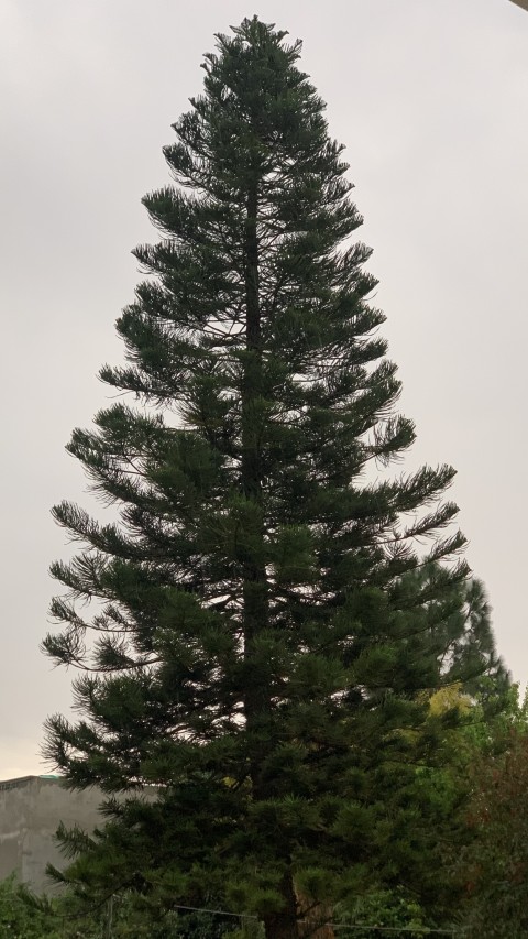 Araucaria Tree.