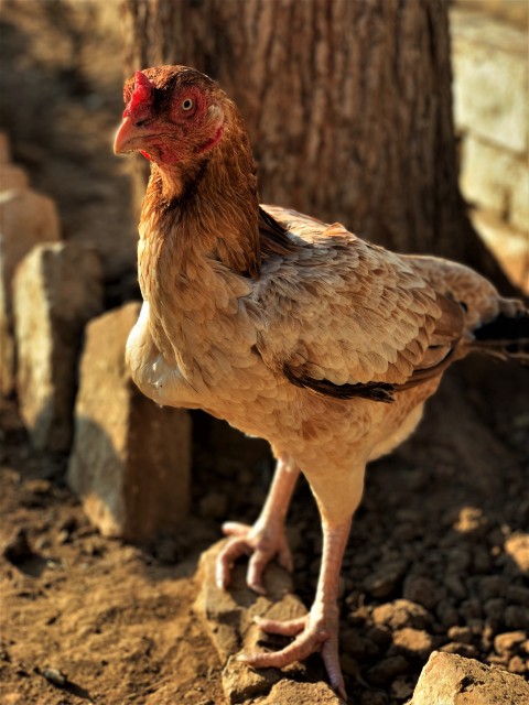 Aseel Chicken