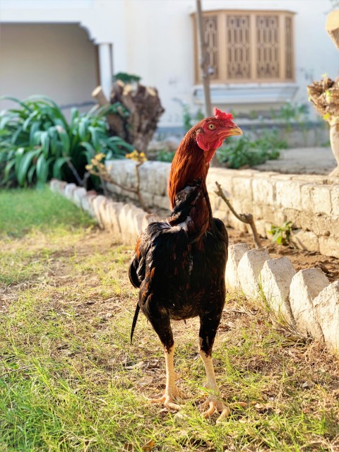 Aseel Cock