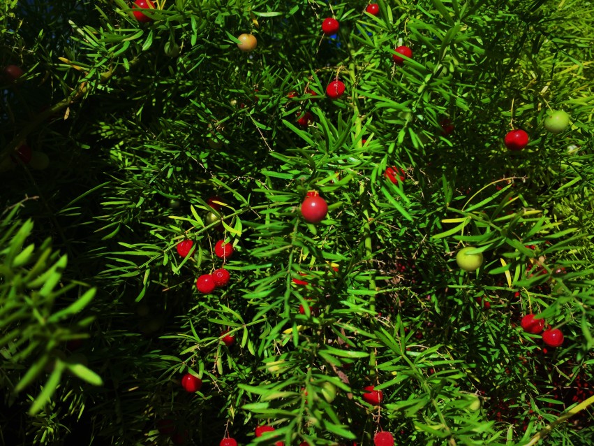 Asparagus Aethiopicus