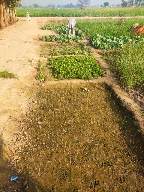 Back view of a boy cultivating vegetables in Punjab