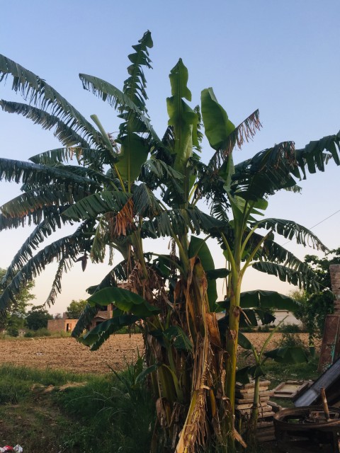 Banana Tree
