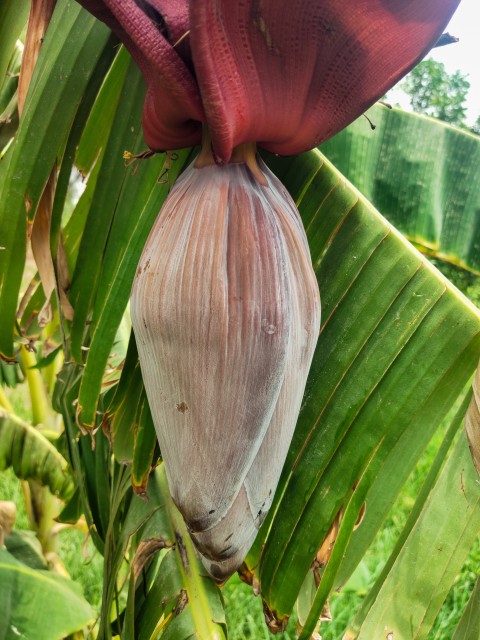 Banana trees in the village crop, Fruit stock footage