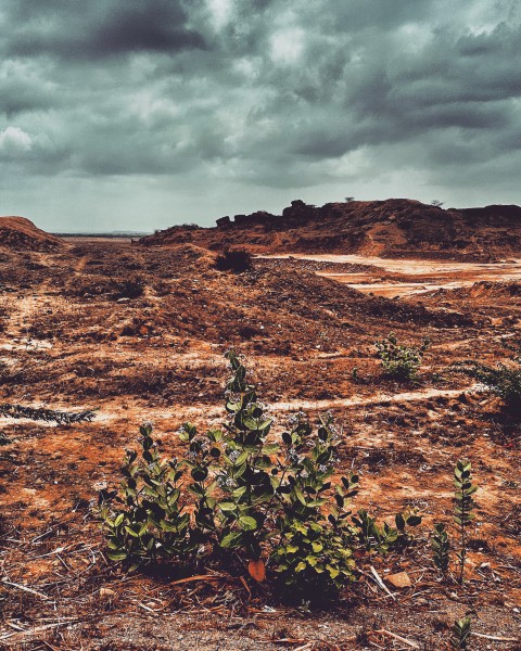 Barren Land