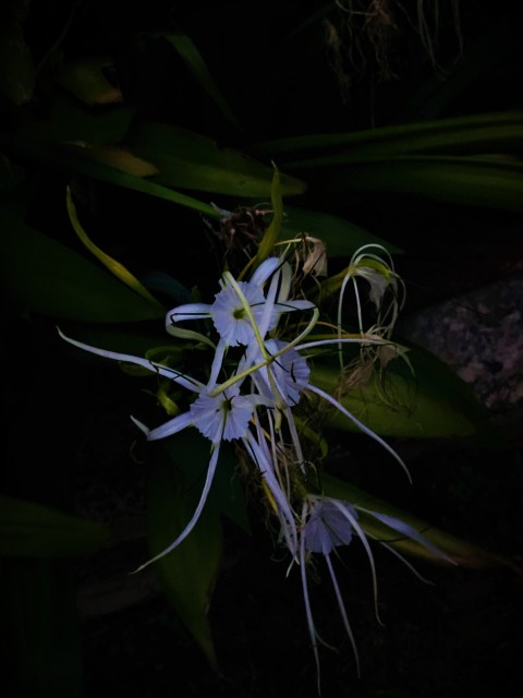 Hymenocallis Caribaea
