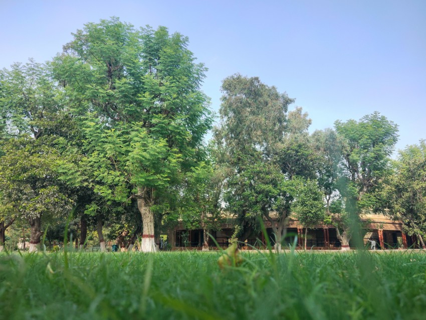 beautiful Bahawalpur zoo green grass and tree view