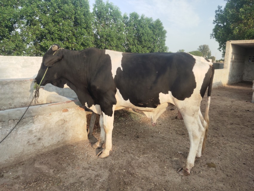 Beautiful bulls (Calf) that have white and black spots