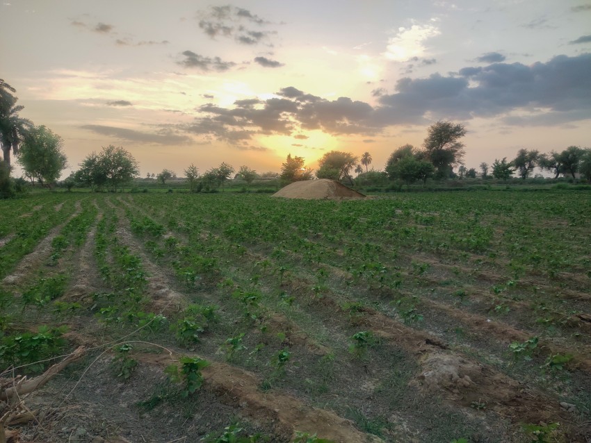 Beautiful cotton crop sunset and colorful sky view
