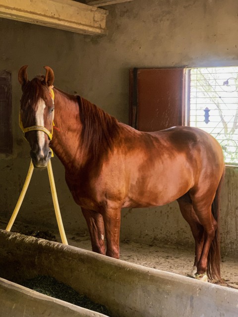 Beautiful Horse