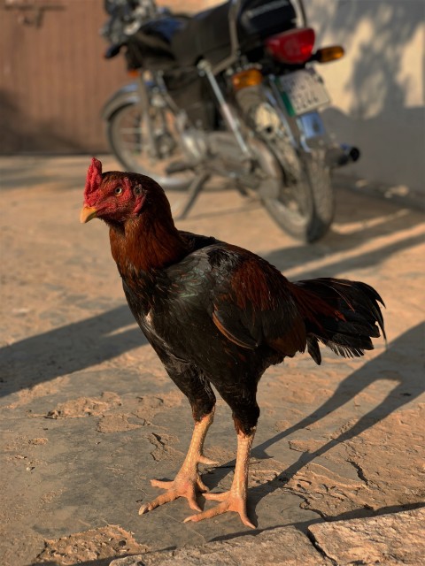 Beautiful Portrait of Aseel Cock