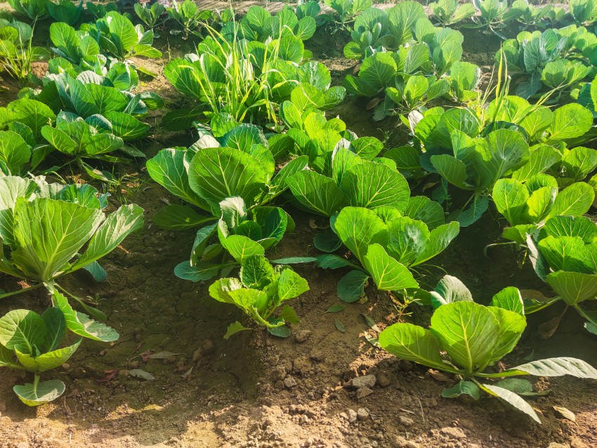 Beautiful scenery of cabbage cultivation, Large leaf crop