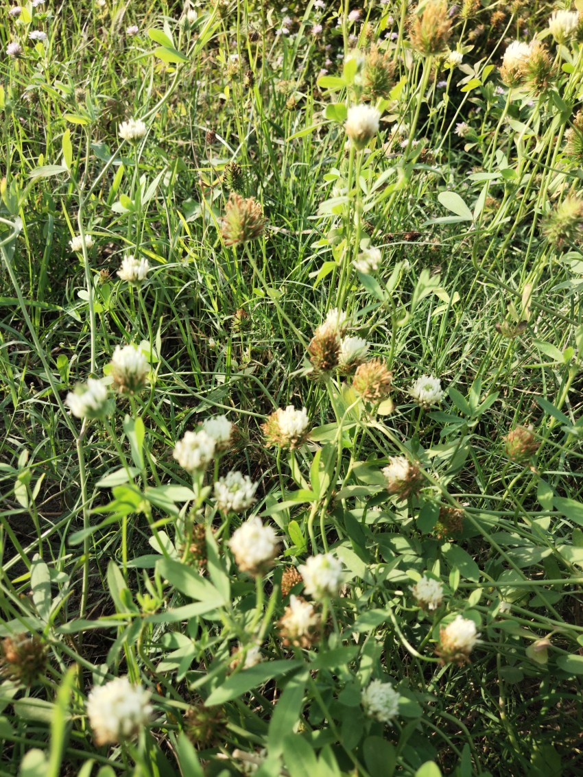 Beautiful view among grasses in spring season
