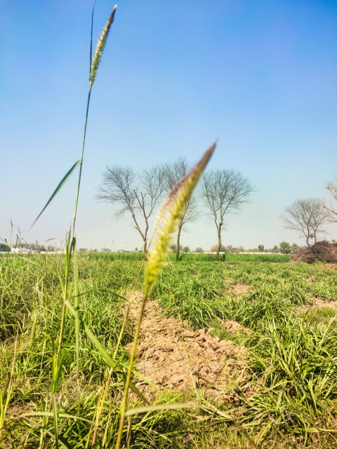 Beautiful view of grass crop with wheat crop