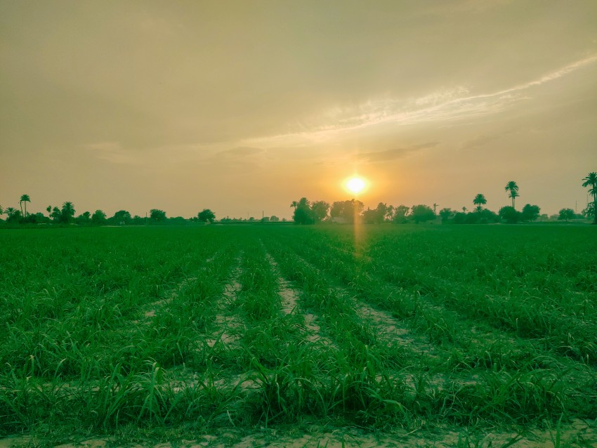 Beautiful view of sugarcane crop and sunset