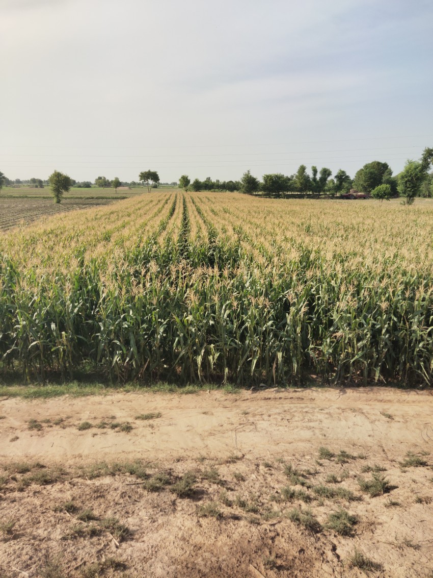Beautiful view of the corn crop in Punjab, A field in the village