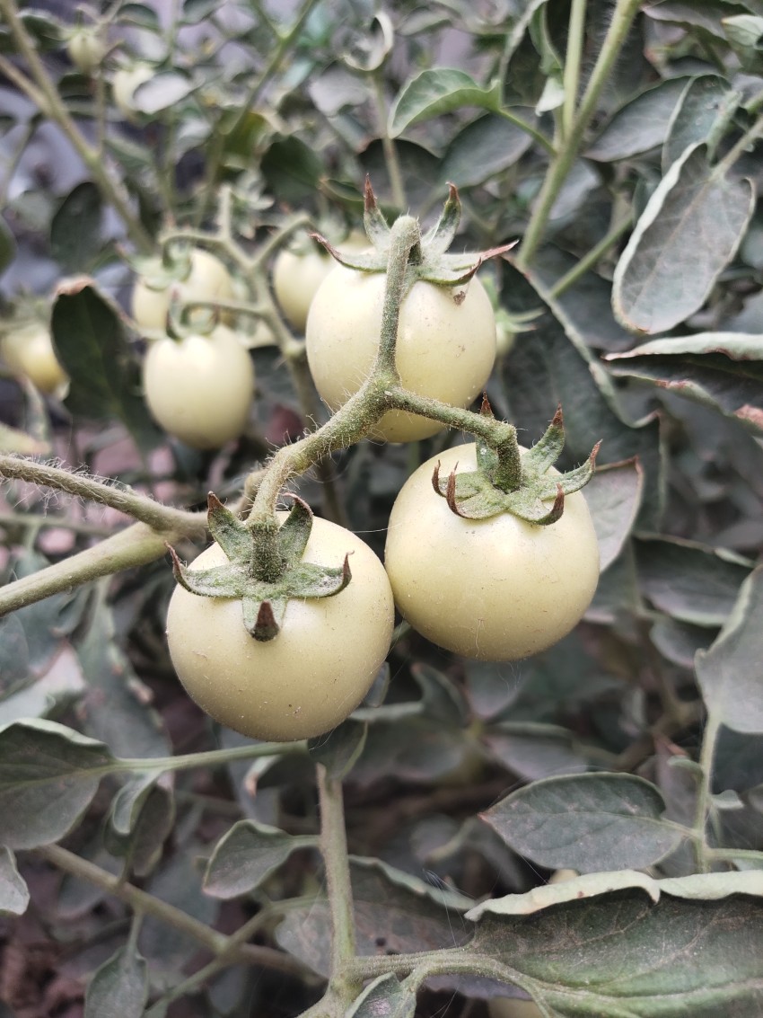 Beautiful view of three white tomatoes on one branch